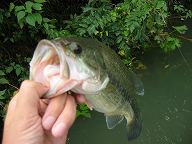 作者の釣ったバス。